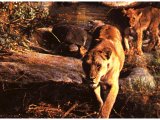 Lions used to be common in the forests of Israel. There have not been wild lions in Israel since the 11th century AD.